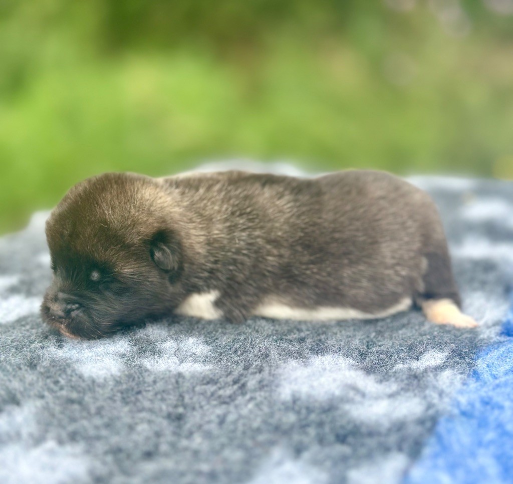 Rampage Spirit - Chiots disponibles - Akita americain