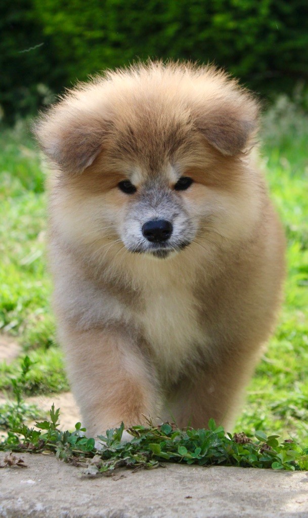 Monsieur Bleu 