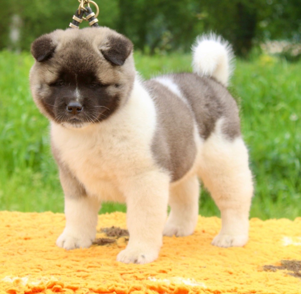 Rampage Spirit - Chiots disponibles - Akita americain
